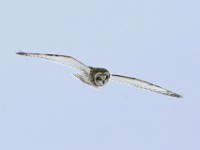 IMG 2034c  Short-eared Owl (Asio flammeus)